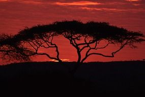 black tree silhouettes on crimson sunset