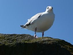 Pacific seagull on a big stone close up