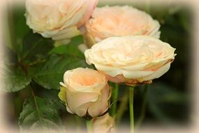 splendiferous roses