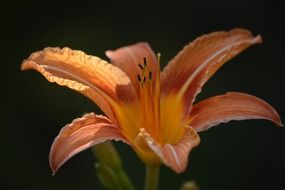 orange lily bloom black aback