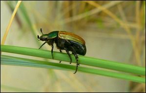 brilliant beetle on a green stalk