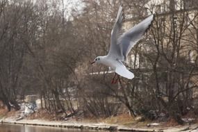 Seagull on the river