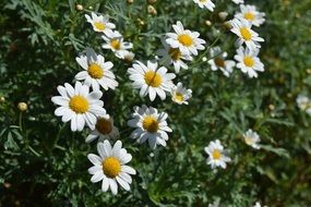 white daisy flowers plant