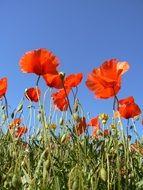 red poppy field under the rays of the summer sun