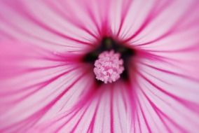 open pink bud close-up