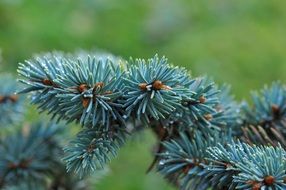 conifer branch