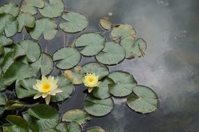 water lily flower yellow pond nature
