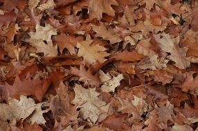 brown dry leaves on the ground closeup