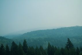 foggy forest on the hills