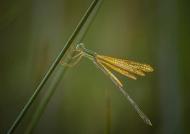 Macro photo of dragonfly with golden wings