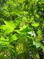 Sycamore green foliage of the tree