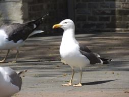 foraging seagull on pavement