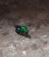 bright green insect with wings closeup