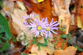 purple flowers on the background of autumn foliage