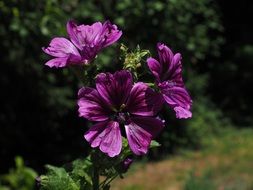 Closeup photo of Purple flower of the wild mallow