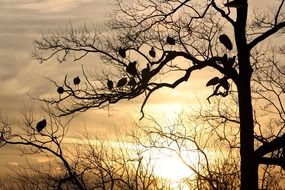 Silhouette of the tree with the birds