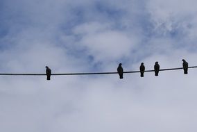 birds on a wire in the air