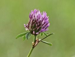 Pink clover close up flower