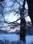 tree in the snow in the evening