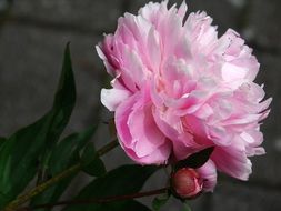 side view on a pink peony