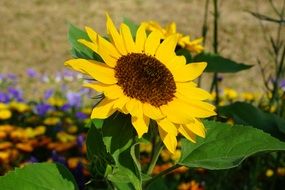 yellow sun flower plant summer