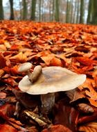 mushroom mutant on the background of autumn foliage