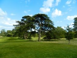 spring landscape with green trees