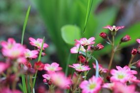 rose saxifrage flowers close-up