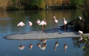 flamingos in zoo