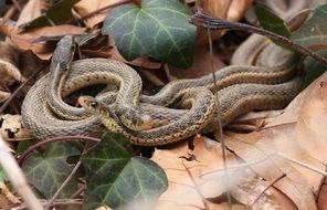 garter snakes