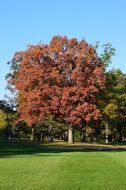 red leaves autumn trees