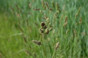 macro photo of blooming grass