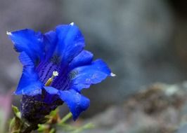 very beautiful blue enzian flower