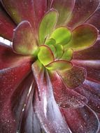 closeup photo of magnificent succulent plant