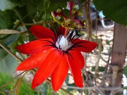 red passion flower