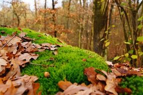moss green autumn landscape leaves