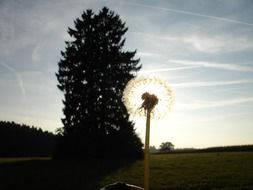 dandelion on a background of a lone tree