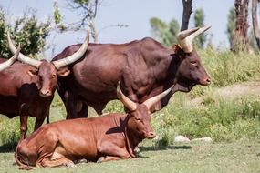 bulls resting in the pasture