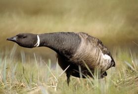 large brent goose