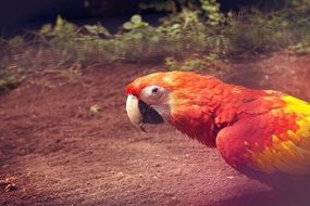 colorful parrot in the rainforest