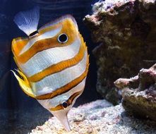 copperband butterflyfish is a saltwater fish