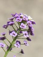 violet cress inflorescence at blurred background