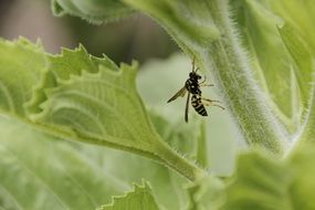 Wasp on the sunflower plant