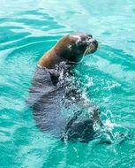 sea lion face