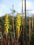 Greeb blossoms of aloe in wild, curacao