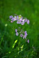 light purple meadow flowers