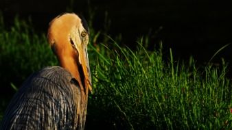 blue heron with beautiful plumage in the countryside