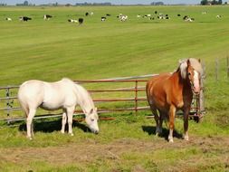 Horses in Netherlands