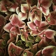 wonderful hortensia flowers