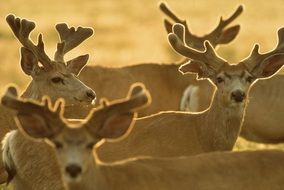 deer flock in the wildlife